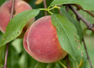 Mom’s Guide to Homegrown Peaches